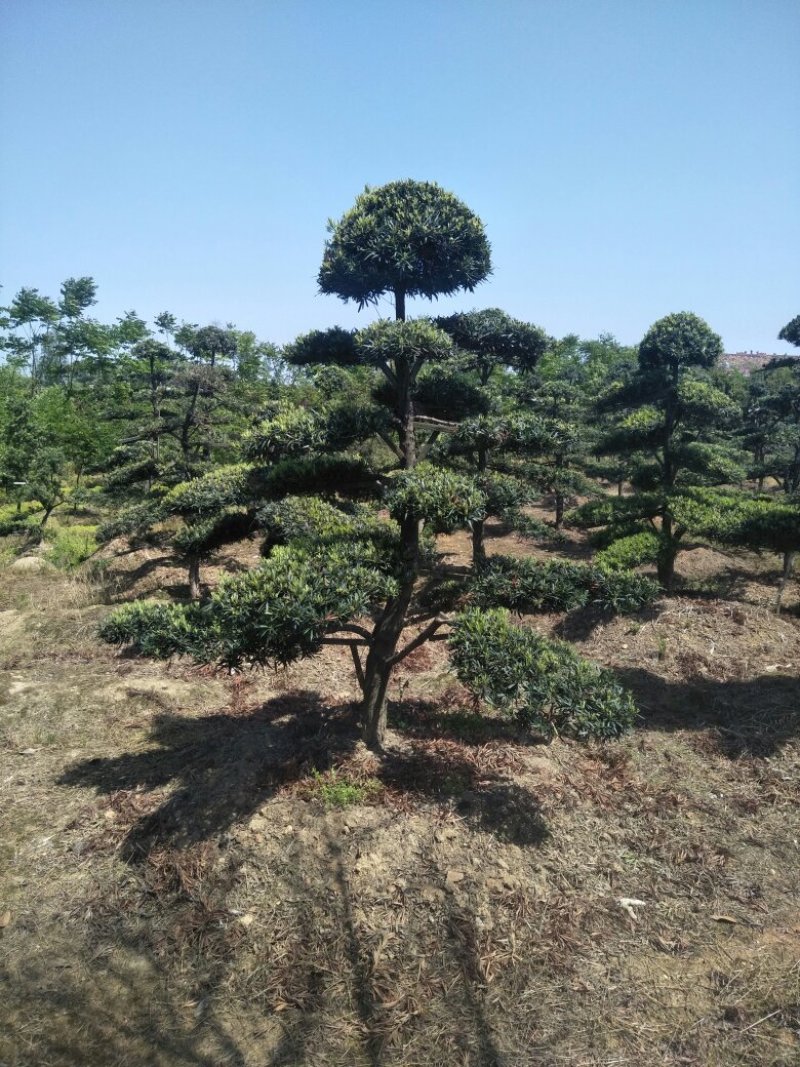 造型罗汉松