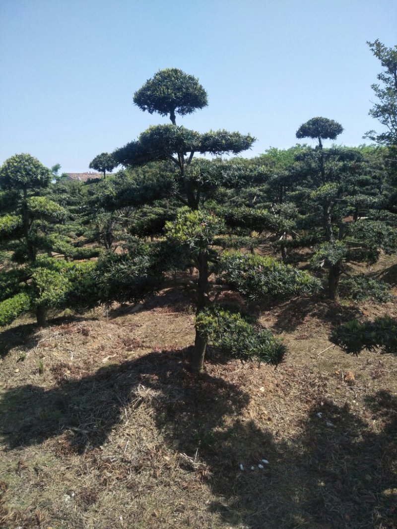 造型罗汉松