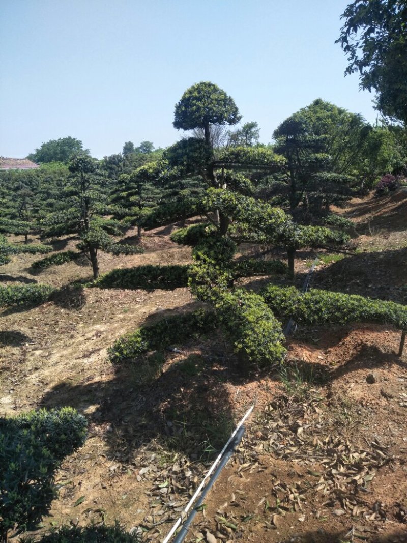造型罗汉松