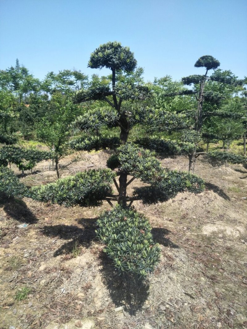 造型罗汉松