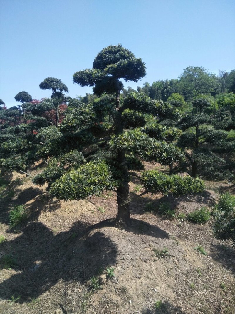 造型罗汉松