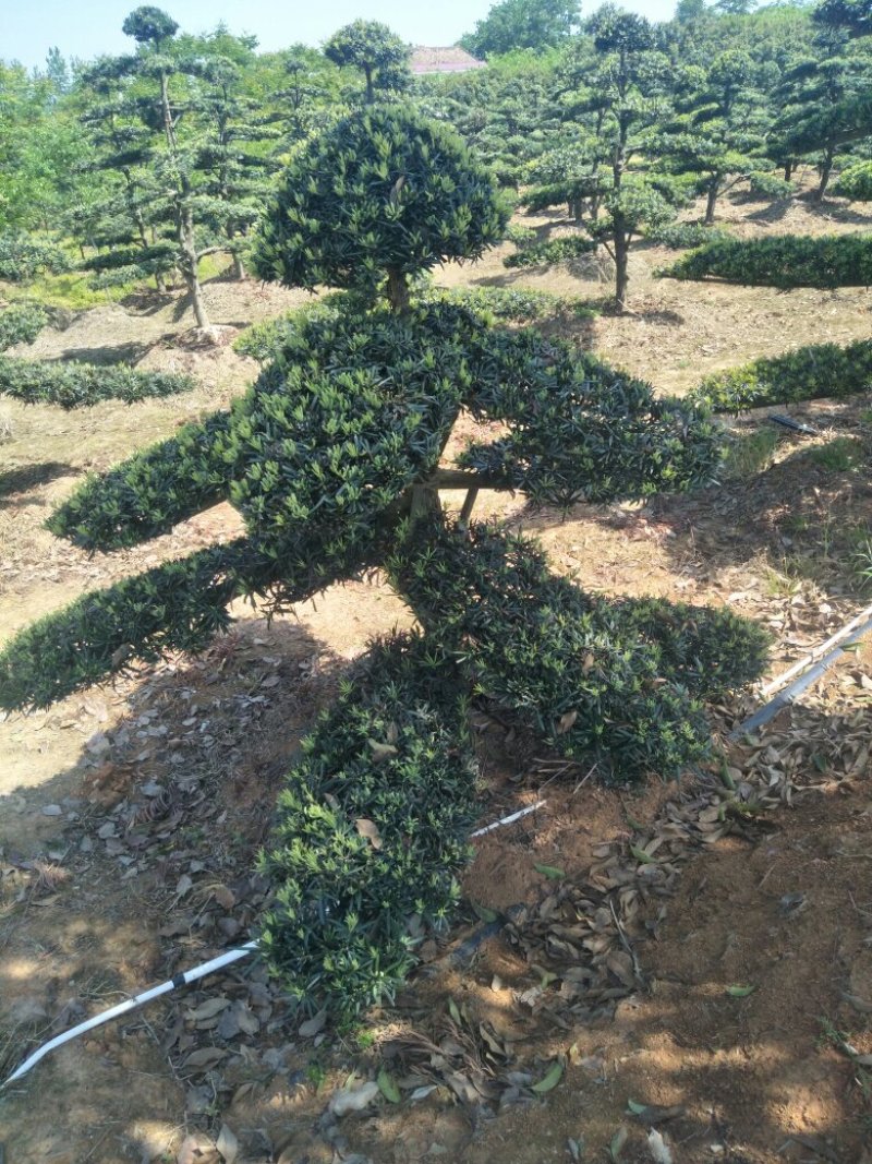 造型罗汉松