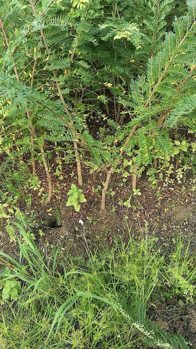 余甘果苗大玉余甘果牛甘果苗