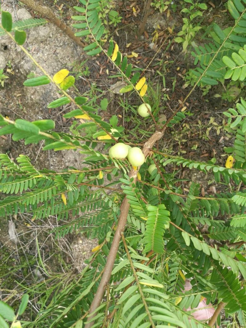 余甘果苗大玉余甘果牛甘果苗