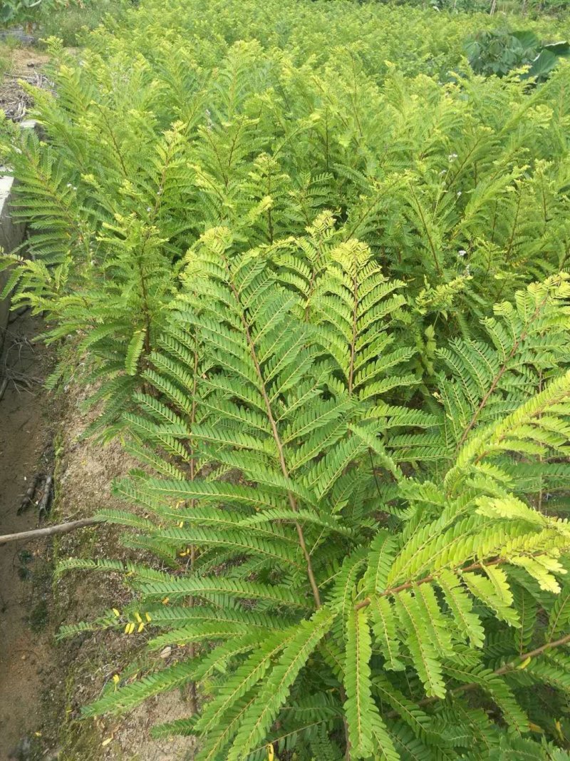余甘果苗大玉余甘果牛甘果苗