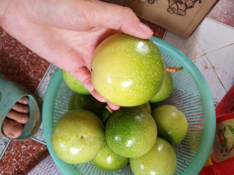 黄金百香果苗