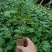 黄金百香果苗