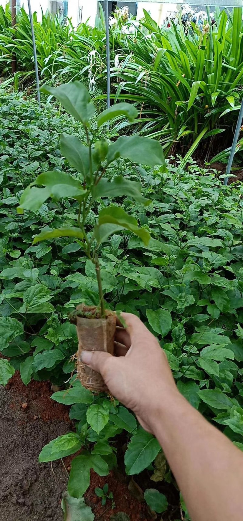 黄金百香果苗