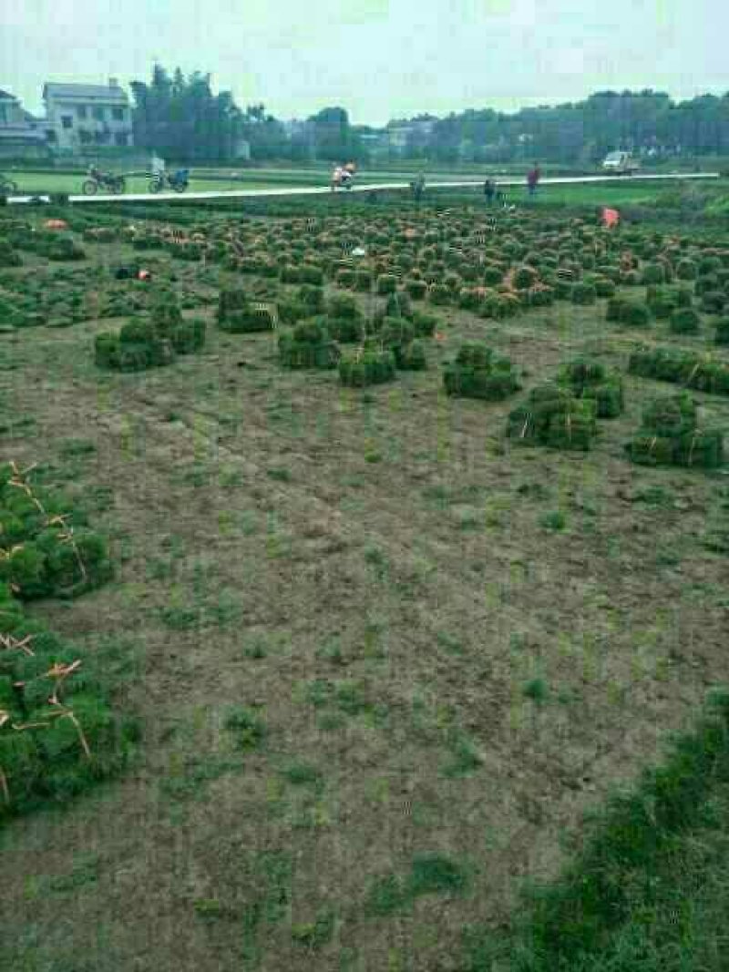 马尼拉草皮