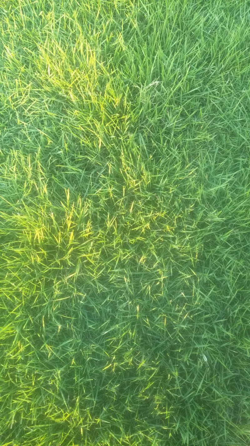 马尼拉草皮
