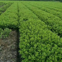 马尼拉草皮