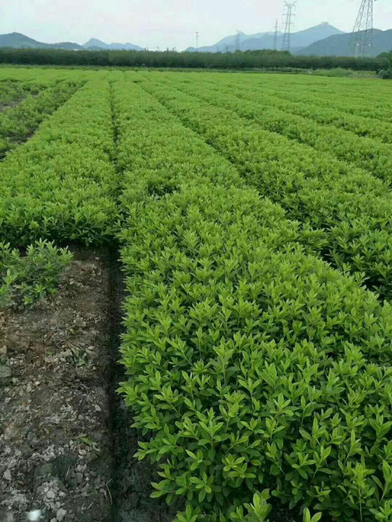 马尼拉草皮