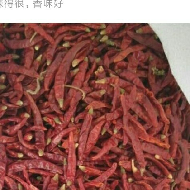 印度椒，