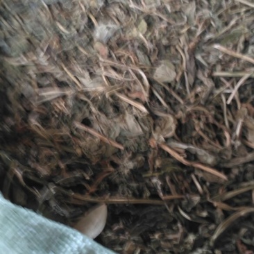 灵草