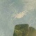 预售阳澄湖大闸蟹母蟹2.5两，蟹农直销，品质保障