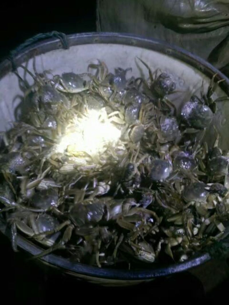 预售阳澄湖大闸蟹母蟹2.5两，蟹农直销，品质保障