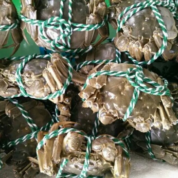 预售阳澄湖大闸蟹母蟹2.5两，蟹农直销，品质保障