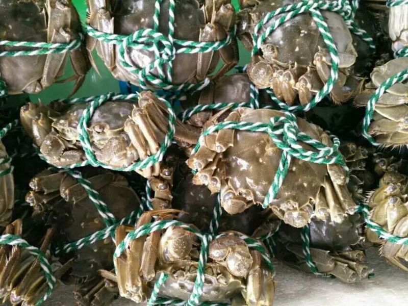 预售阳澄湖大闸蟹母蟹2.5两，蟹农直销，品质保障