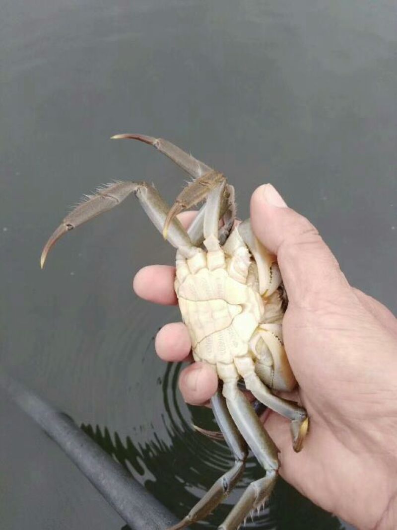 预售阳澄湖大闸蟹母蟹2.5两，蟹农直销，品质保障