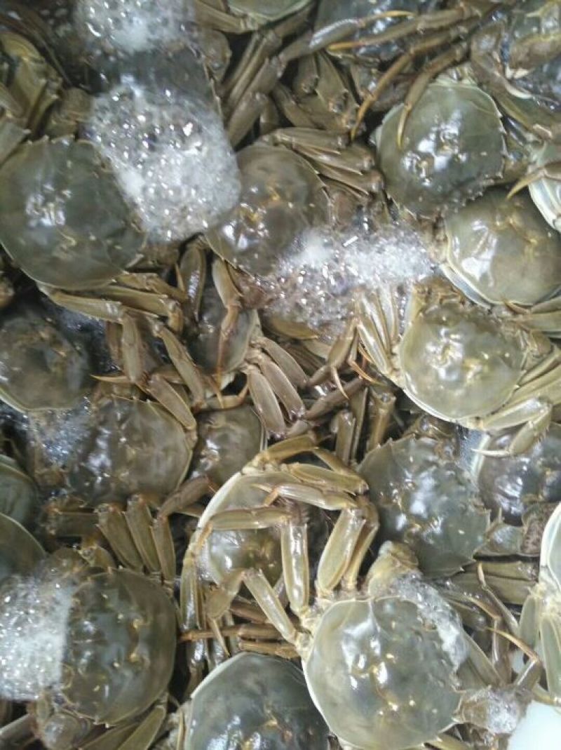 预售阳澄湖大闸蟹母蟹2.5两，蟹农直销，品质保障