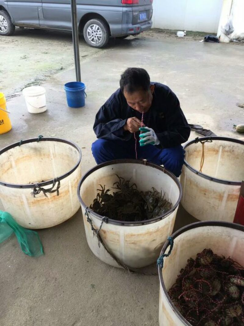 预售阳澄湖大闸蟹母蟹2.5两，蟹农直销，品质保障