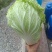 白菜