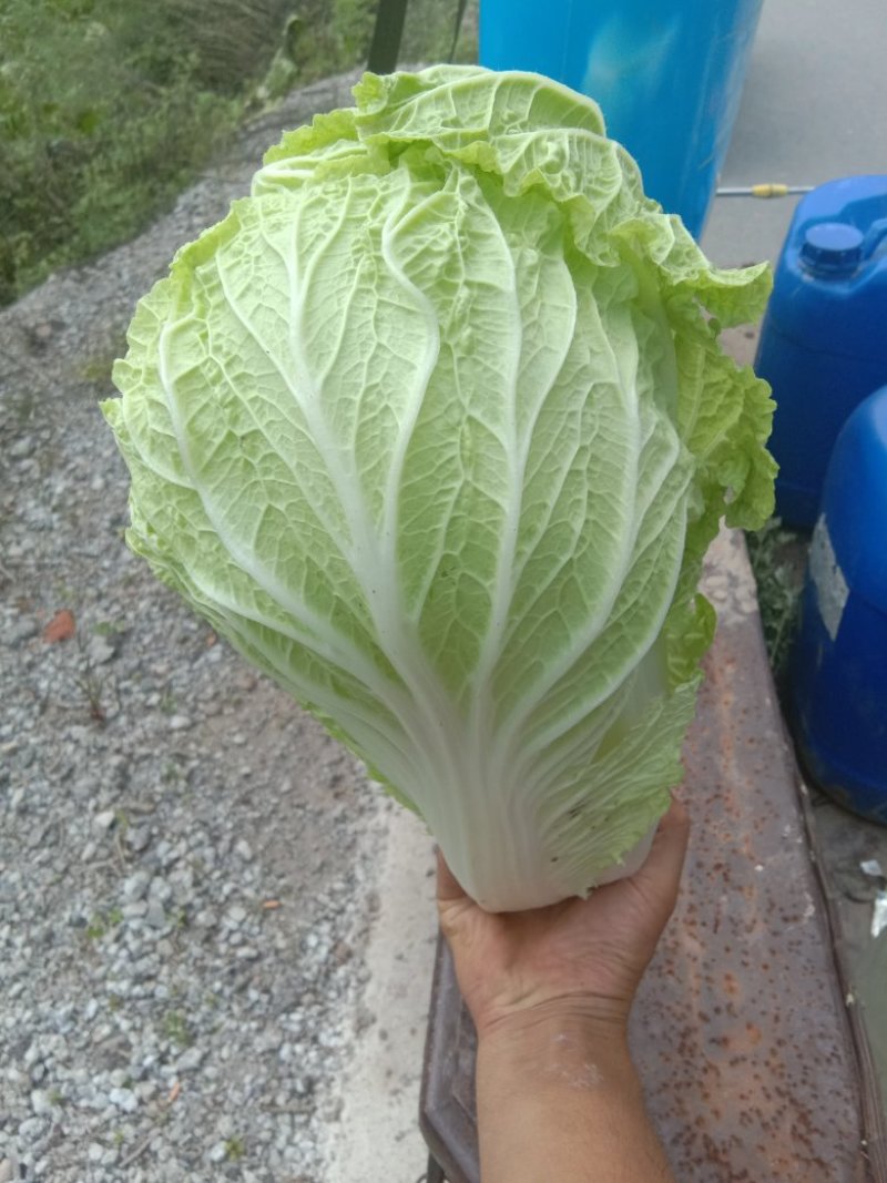 白菜