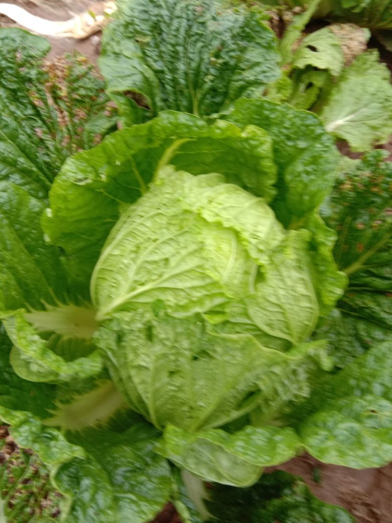 白菜
