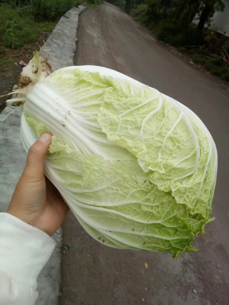 白菜