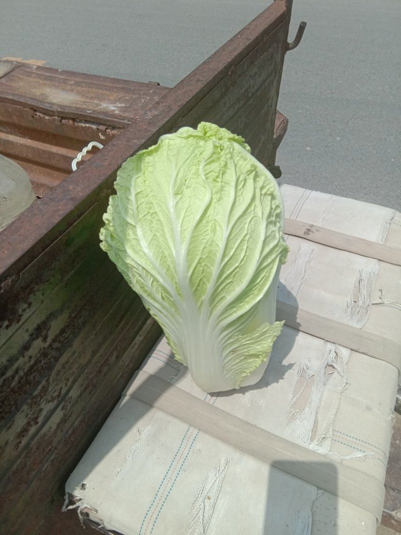 白菜