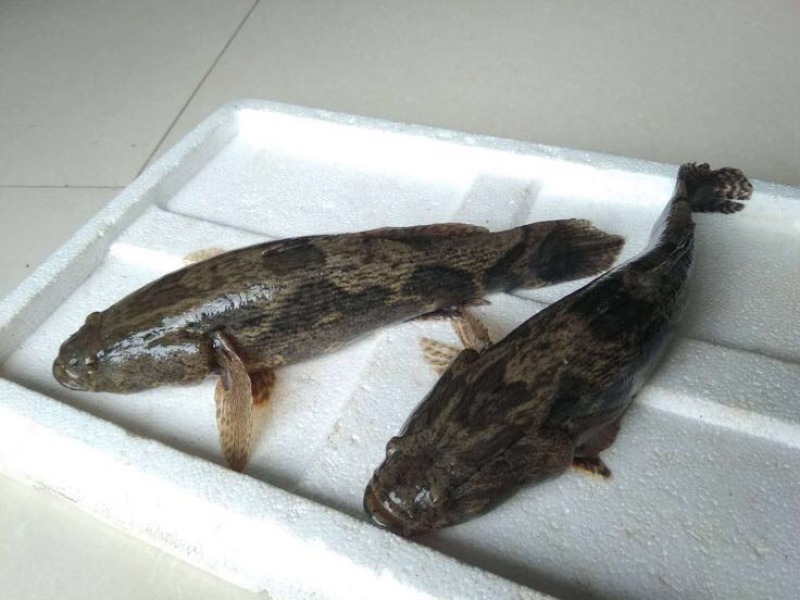 梭子蟹食用鲜货