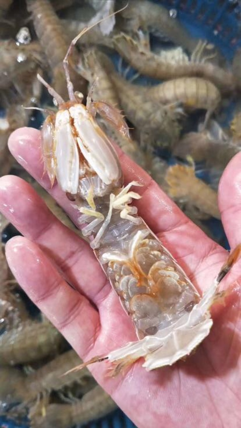 梭子蟹食用鲜货
