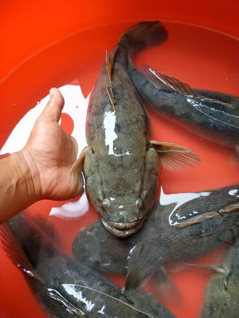 梭子蟹食用鲜货