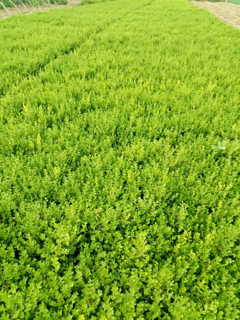 黄杨，高45，管径15，一元上车