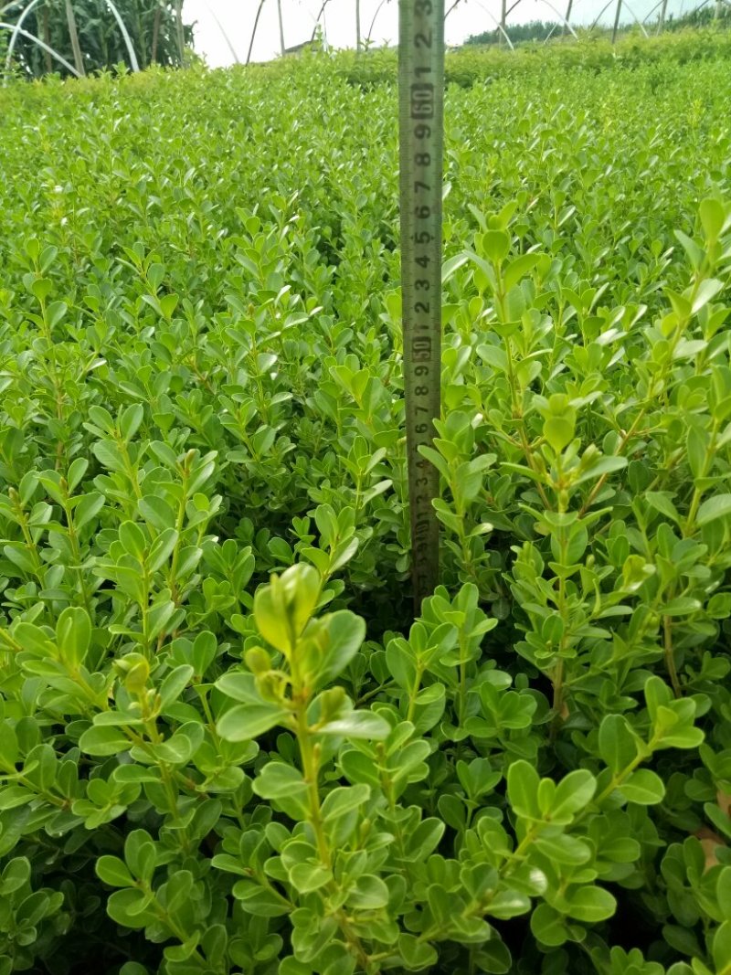 黄杨，高45，管径15，一元上车