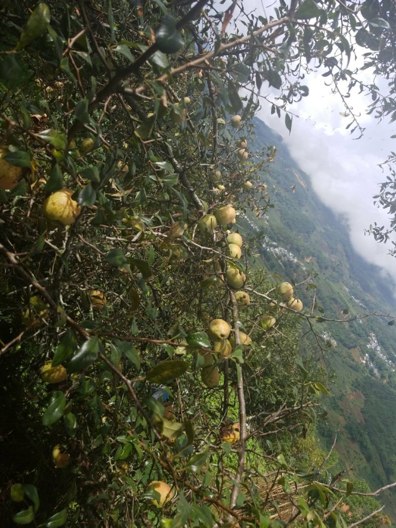 味美纯正