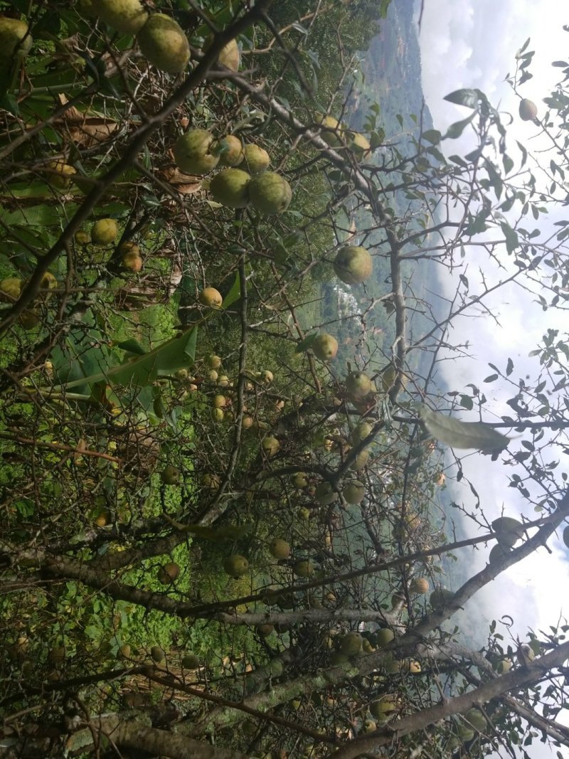 味美纯正
