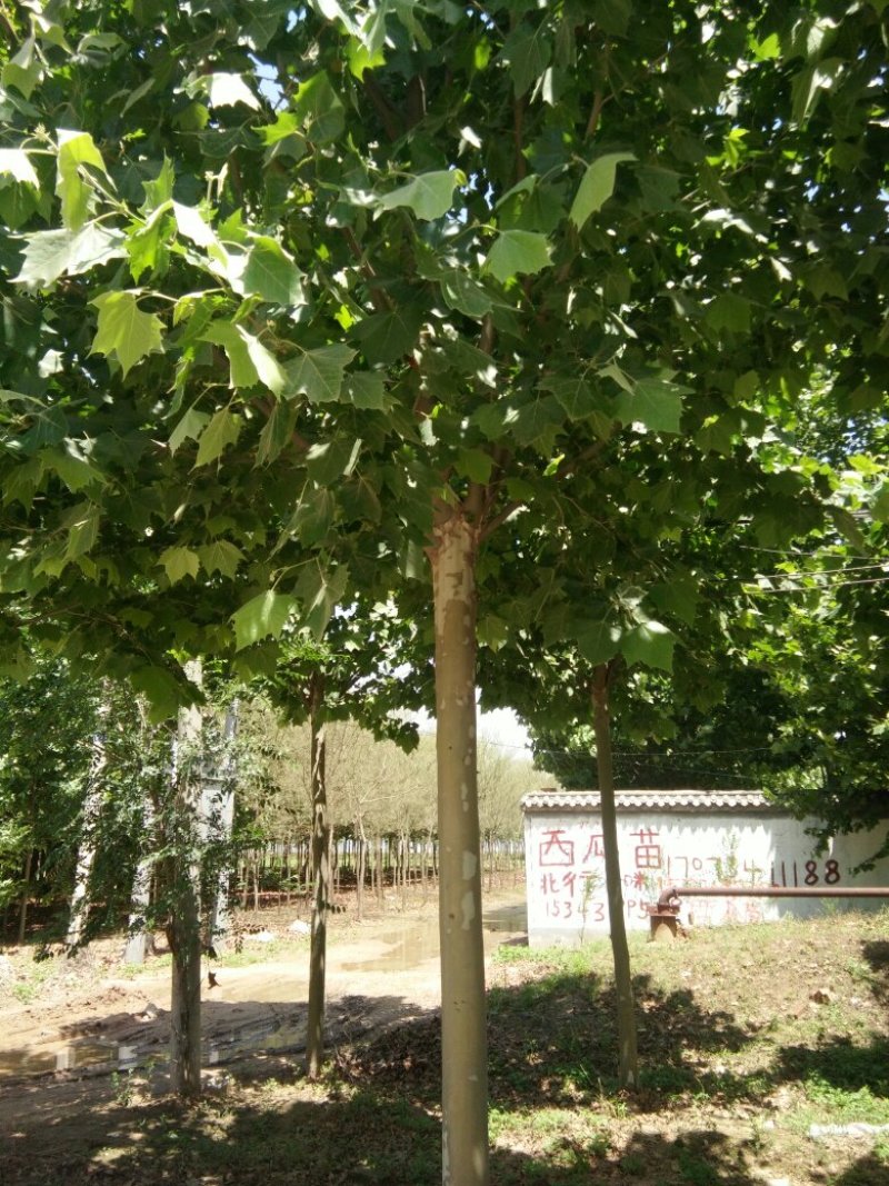 法桐
