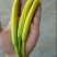 猛子花黄花菜袋装一级