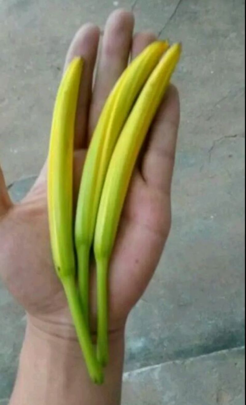 猛子花黄花菜袋装一级