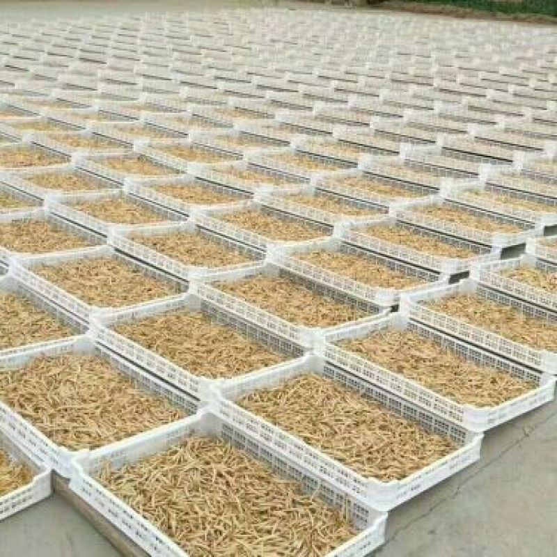 猛子花黄花菜袋装一级
