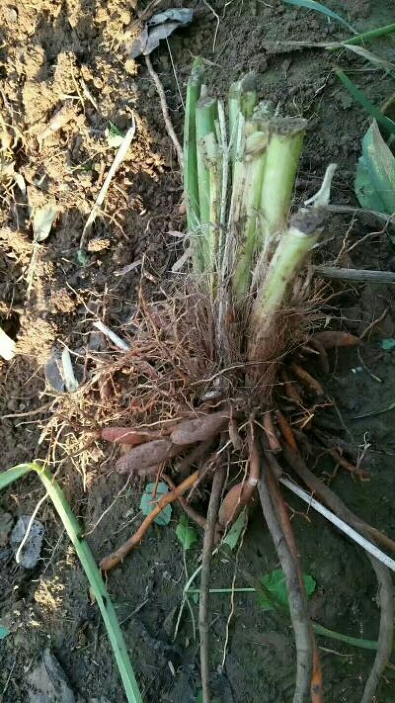 猛子花黄花菜袋装一级