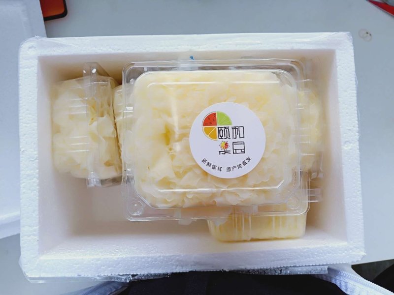 福建古田活银耳