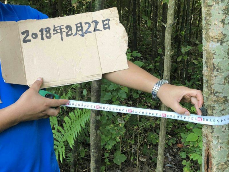 香樟树苗米径1cm…10cm，自己货源