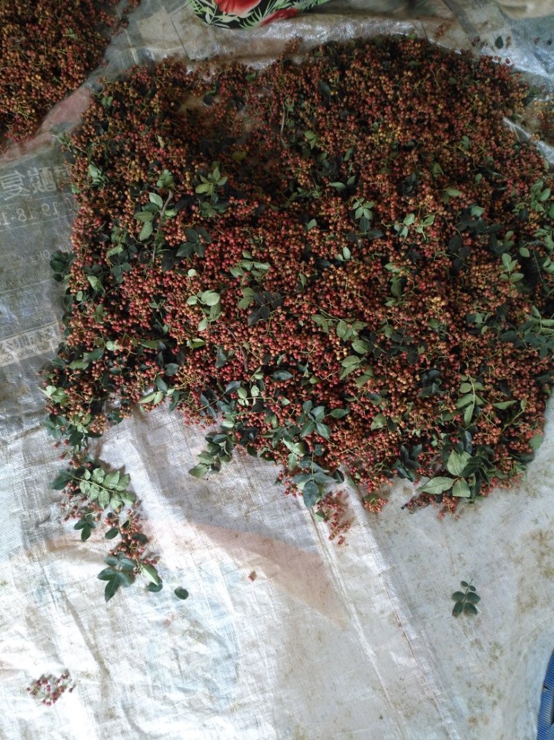 山西大红袍