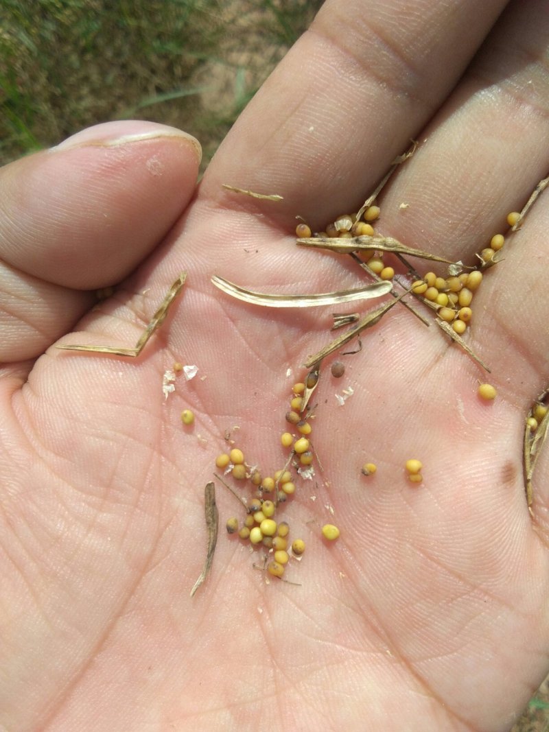 油菜籽