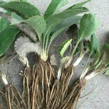 苍术苗
