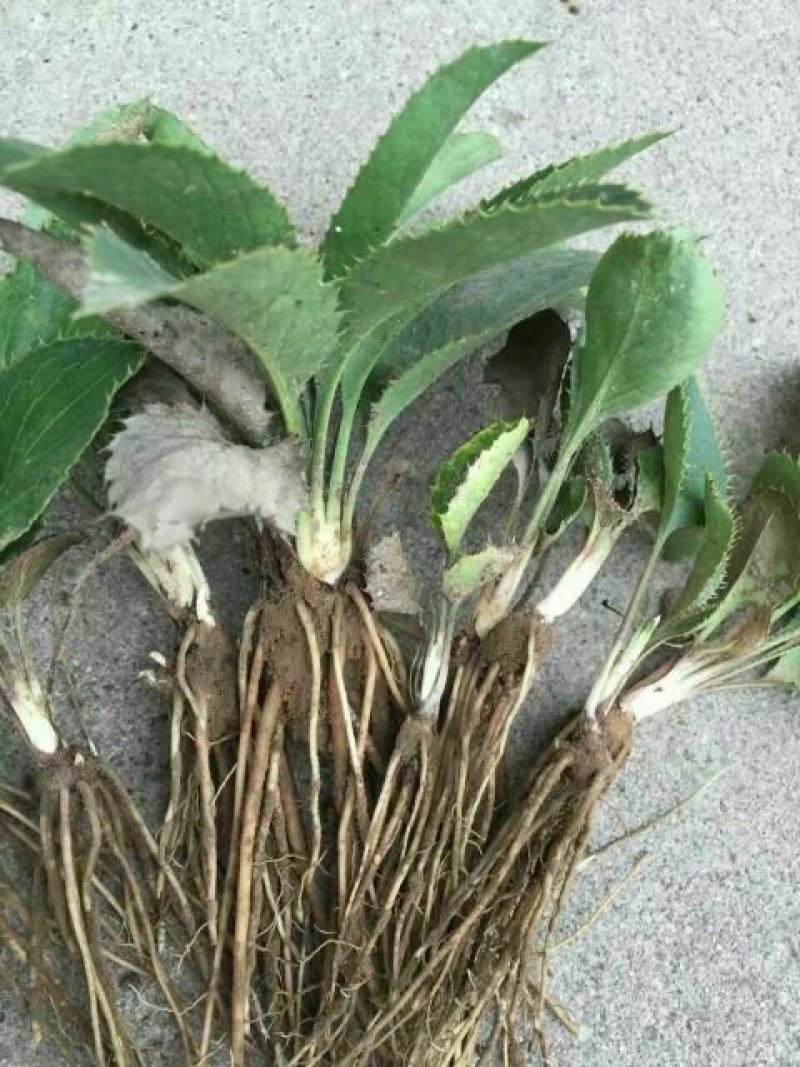 苍术苗