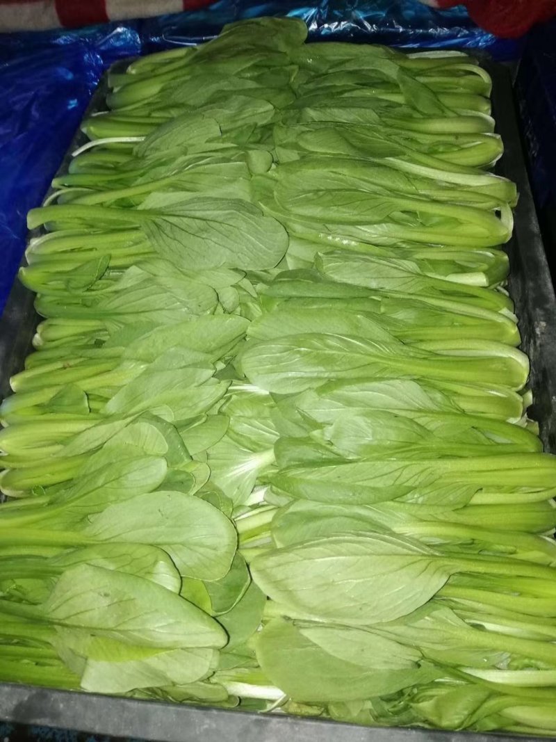 大、中、小颗小青菜，上海青，食堂菜。各种杂菜。长年不断货