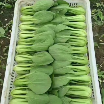 大、中、小颗小青菜，上海青，食堂菜。各种杂菜。长年不断货